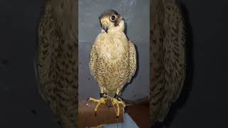 Red naped shaheen shaheen falcon shortsvideo youtubeshorts [upl. by Ajit]