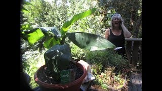 Dwarf Cavendish Banana Musa acuminata will produce edible fruit [upl. by Hedy]