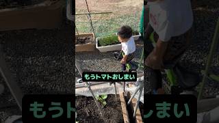 トマトの収穫が終わりを告げた秋。福ちゃん寂しがるトマト 栽培 家庭菜園 [upl. by Camala]