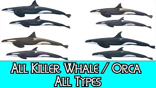 All Killer Whale  Orca  All Types [upl. by Gracie]