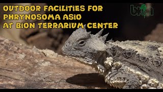 BIONs outdoor facilities for giant horned lizards Phrynosoma asio [upl. by Donica]