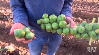 Brussels Sprout Harvesting [upl. by Tella]