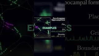 Understanding Cellular Responses in the Hippocampal Formation [upl. by Ennyl267]