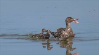 Northern Shoveler family and Lesser Blackbacked Gull [upl. by Tarrance]