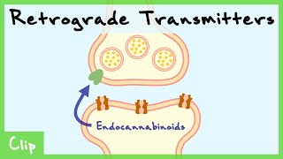 Retrograde Transmitter System Explained Endocannabinoids amp Nitric Oxide  Clip [upl. by Smukler]