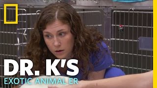 Goat Milking Lesson  Dr Ks Exotic Animal ER [upl. by Imre519]