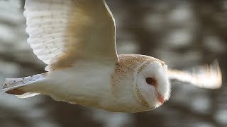 SlowMo Barn Owl in Flight  Unexpected Wilderness  BBC Earth [upl. by Goulden775]