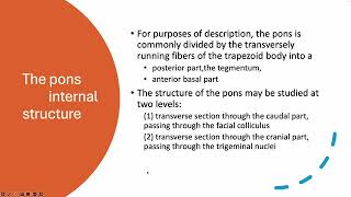 anatomy lect 4 pons [upl. by Vasyuta463]