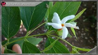 Nyctanthes arbortristis  Parijat  Nightflowering jasmine [upl. by Marder593]