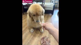 The cost of a golden retriever guessing wrong😂 [upl. by Riti]