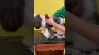 LHASA APSO PUPPY FULL GROOMING 🙉🥹🐶 puppy lhasaapso care pets [upl. by Carlita113]