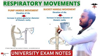 Movement of Respiration Bucket Handle Pump Handle Movement Respiratory system [upl. by Boudreaux]