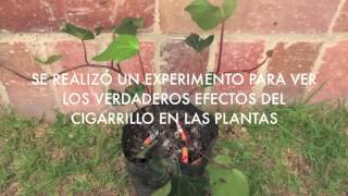 Efecto directo del cigarrillo en las plantas [upl. by Helbonia]