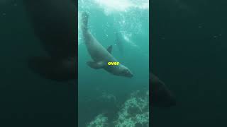 Seals are incredible swimmers  earthly444  shorts facts ocean animals sea marinelife [upl. by Zsazsa]