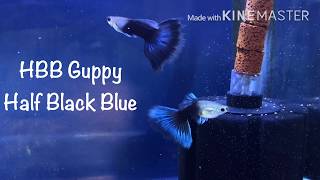 HBB  Half Black Blue Guppy [upl. by Mansfield]