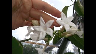 Stephanotis floribunda exotic plant in INCREDIBLE beautiful bloom [upl. by Anele]