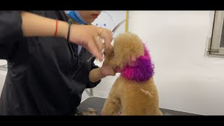 Ultimate StepbyStep Guide How to Safely Dye Your Poodles Fur at Home for Stunning Results [upl. by Emmalynn361]