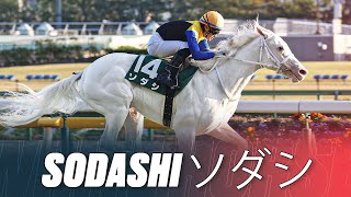 Pure White Racehorse  The Worlds Most Beautiful Horse Sodashi ソダシ  3 Breathtaking Wins In Japan [upl. by Lahcim]