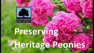 Preserving Heritage Peonies [upl. by Harriman]