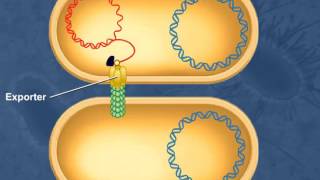 Bacterial Conjugation [upl. by Anahsit]