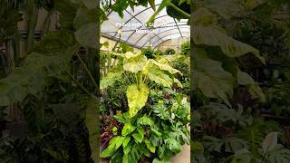 Massive Philodendron Giganteum Blizzard at Whitfil Nursery Arizona…philodendron plants plant [upl. by Dey719]