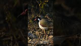 Red wattled Lapwing nature birds [upl. by Drof]