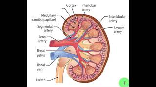 Kidney  Histology 1  Renal System [upl. by Odell178]