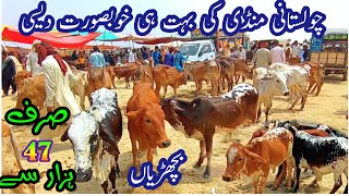 Pure Cholistani Sahiwal Desi Bachrian For Sale  Bachri Farming  Cow amp Dairy Cattle Madrassa Mandi [upl. by Flemming]