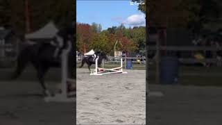 Shiloh I am so proud of her for jumping the jumps and we got 31 in walk tort and in corss rails 5￼ [upl. by Enitsud]