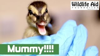 Lost Duckling Finds Its Mum [upl. by Haas]