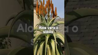 El aloe vera según el Feng Shui emprendimiento cuba aloevera sabila shorts shortvideo [upl. by Naiditch]