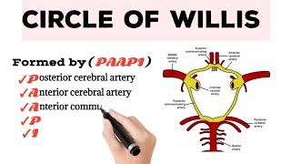 Circle of Willis  Circulus Arteriosus [upl. by Darnell353]