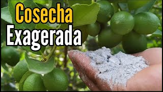 CUAJA TODO el FRUTO 🍋 de Tu PLANTA de LIMÓN  POTENTE ABONO Para UNA COSECHA EXAGERADA [upl. by Ylremik]