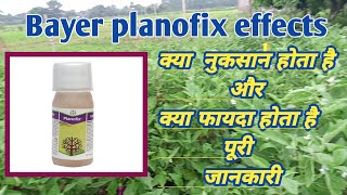 Bayer planofix effects  Planofix स्प्रे करने के बाद क्या होता है  Bipul Kumar  PGR  Planofix [upl. by Janice]