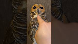 Bibib si Burung Hantu juga punya Telinga kok‼️🦉👂❤️ owl cute funnyanimals funnyvideo pets [upl. by Aniraz]