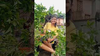 Grow GandharajGardeniaগন্ধরাজ flower plant from cuttings shorts flowers youtubeshorts garden [upl. by Jacobs]