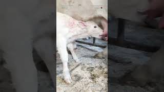 🔴 CHAROLAIS ✅ Ganado De Engorde [upl. by Atinar]