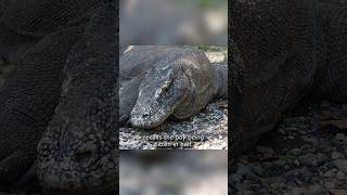 2 Fatal Komodo Dragon Attacks quotBitten in Halfquot [upl. by Maxine]