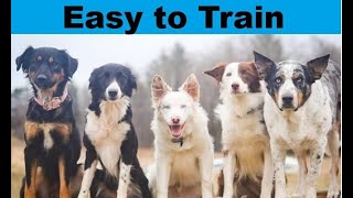 Smart amp Easy to Train Dog Breeds amp Basic Training [upl. by Bonaparte]