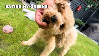 My Toy Poodle Eats amp Rolls In The Grass [upl. by Torrin610]