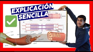 ✔️ MIOFIBRILLA y SARCOMERO CONTRACCION MUSCULAR en español❗explicación [upl. by Jenn]