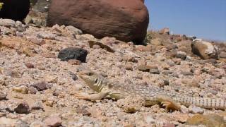 Desert Iguana 2017 4K UHD [upl. by Alenas467]