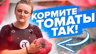 ПОДКОРМКИ ТОМАТОВ ВЕСНОЙ ЛЕТОМ ОСЕНЬЮ САМАЯ ПОДРОБНАЯ ШПАРГАЛКА [upl. by Namreh]