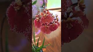 Tolumnia Jairak Flyer Red Spread in Bloom orchid indoorplants plants [upl. by Niltyak536]