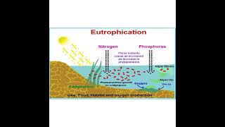 EUTROPHICATION concept 8 EXPLAINED [upl. by Anev]