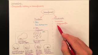 Immunologi indelning av immunförsvaret [upl. by Atinuhs]