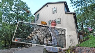 Trapping amp Releasing Pesky House Raccoons [upl. by Aicnelev]