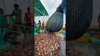 Tons of crabs 🦀 caught in single catch 😳 thenkadalmeenavan shorts fishing [upl. by Uel350]