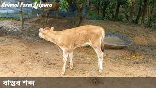 Difference Cow Moos Real amp Redio Sounds  Animal Farm Tripura [upl. by Christi144]