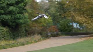 Greylag Goose decides to fly [upl. by Stegman390]